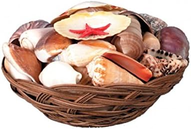 Shell Basket
