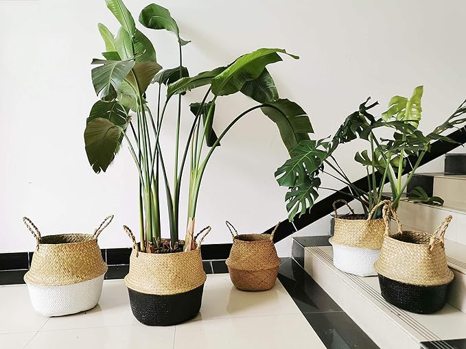 Seagrass Plant Basket with Handles, Natural Woven Storage Baskets (White M (8.3" D x 9" H))