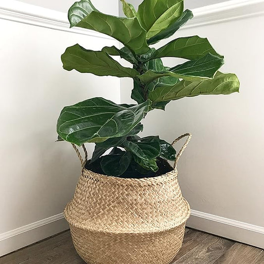Extra Large Size(16x16x15 inches) Seagrass Belly Basket for Storage, Laundry, Picnic and Woven Straw Beach Bag - Plant Pots Cover Indoor Decorative